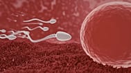 Men’s sperm move more quickly in summer than winter, research shows
