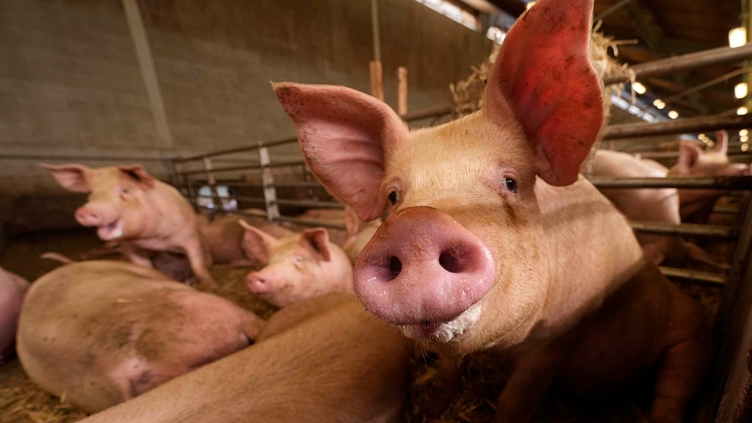Cerdos en una granja. Archivo