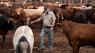 L'Afrique du Sud lance une vaste campagne de vaccination de bétail