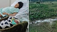 Babawru Akuntsu rests beside her newborn son in Vilhena, Brazil, Dec. 9, 2025. | FILE - Cattle in an illegally deforested area near Jaci-Parana, Brazil, Jul 2023.