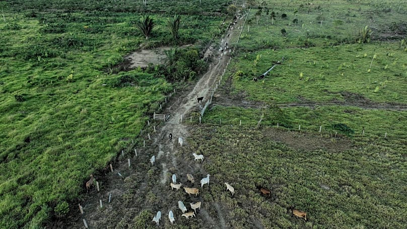 FILE - Cattle walk along an illegally deforested area in an extractive reserve near Jaci-Parana, Rondonia state, Brazil, July 12, 2023. 