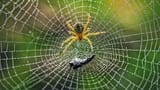 Près de 90 % des insectes et arachnides n'ont aucun statut de protection aux États-Unis, révèle une nouvelle étude.