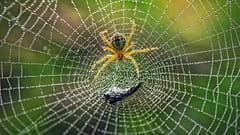 In den USA haben fast 90 Prozent der Insekten und Spinnentiere keinen Schutzstatus, zeigt eine neue Studie.