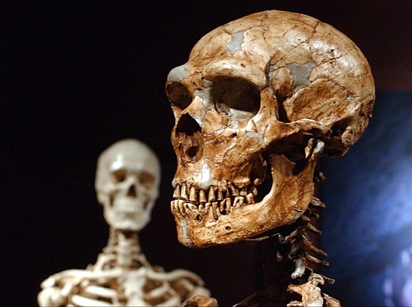 FILE: A reconstructed Neanderthal skeleton, right, and a modern human version of a skeleton, left, on display at New York's Museum of Natural History, Jan 2003 