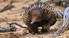 Ein Schnabeligel auf dem Wanderweg zwischen Torquay und dem Strand von Jan Juc in Australien.