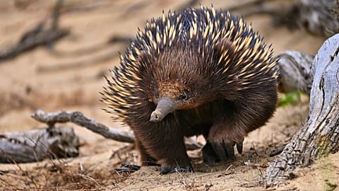 An echidna on the walking track between Torquay and Jan Juc Beach in Australia.