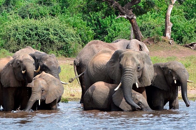 Nesta foto de arquivo de 3 de março de 2013, elefantes bebem água no Parque Nacional de Chobe, no Botswana.