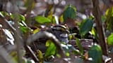 Le déclin des populations d'oiseaux en Amérique du Nord s'accélère. Les experts pointent l'agriculture et le réchauffement climatique.