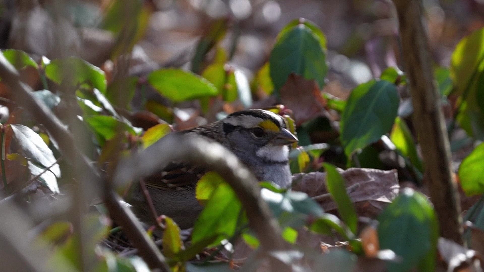 کاهش جمعیت پرندگان در آمریکای شمالی با سرعت بیشتری در حال بدتر شدن است. کارشناسان کشاورزی و گرم‌شدن هوا را عامل این روند می‌دانند.