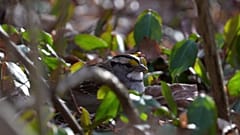 Nordamerikas Vogelbestände schrumpfen immer schneller. Fachleute machen vor allem die Landwirtschaft und die Erderwärmung dafür verantwortlich.