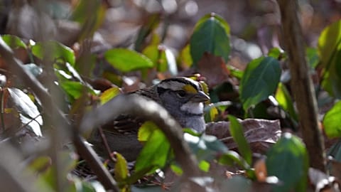 North America's shrinking bird population is getting worse faster. Experts blame agriculture and warming.