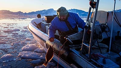 Ein Fischer fängt Heilbutt in der Diskobucht bei Ilulissat in Grönland am Mittwoch, 28. Januar 2026.