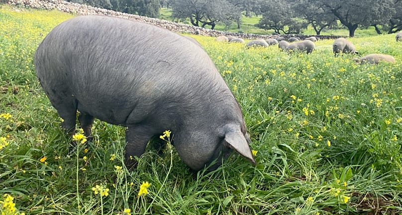 Carne de porco 100 % ibérica proveniente de uma manada criada no campo