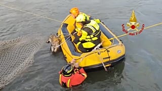 Wolf rescued from canal 