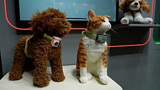 The wearable device lets owners check their pet’s location using GPS and motion status.