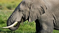 Ein Elefant weidet am Donnerstag, den 12. Februar 2026, im Amboseli-Nationalpark in Kajiado, Kenia. 