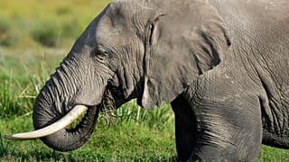 Un éléphant paît dans le parc national d'Amboseli à Kajiado, au Kenya, le jeudi 12 février 2026. 