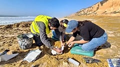 Scoperti sulla spiaggia portoghese fossili di balena di 10 milioni di anni fa