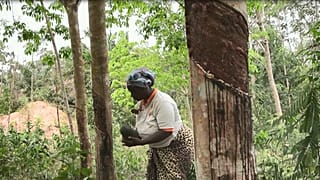 Ivory Coast: women tap into financial freedom through rubber tree farms
