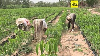 Côte d'Ivoire : 5 % des femmes possèdent des terres agricoles, les ONG tentent de combler l'écart