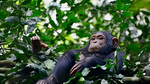 Şempanzeler alkol testinden geçemez: 'Sarhoş maymun' hipotezi kanıtlandı