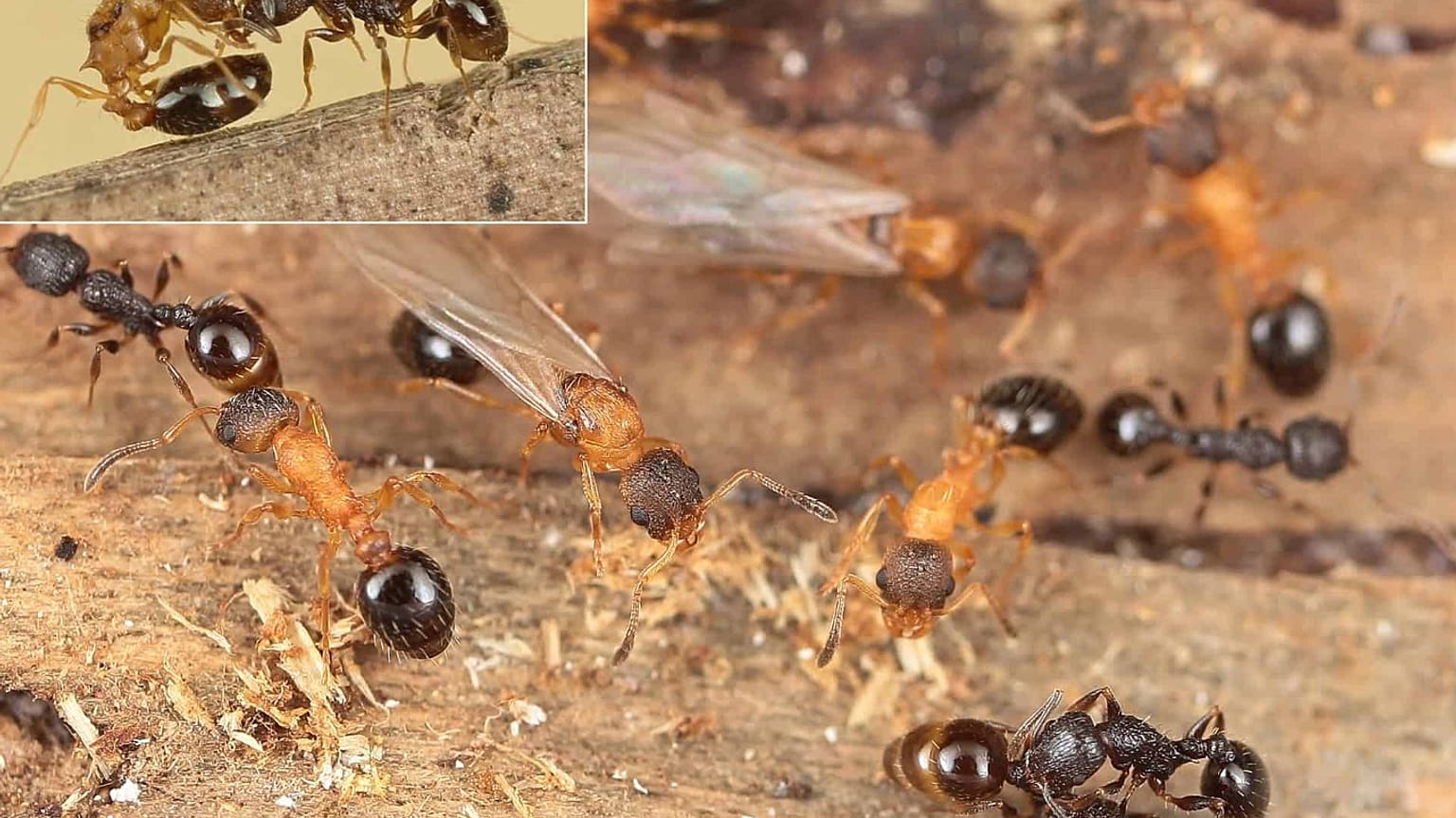 T. kinomurai kolonisi ve T. makora konak işçi karıncaları (koyu kahverengi)