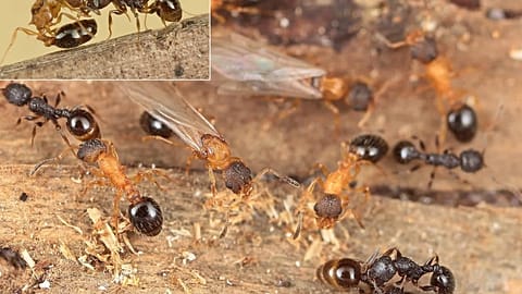 Ни самцов, ни рабочих: обнаружен вид муравьев, состоящий исключительно из королев