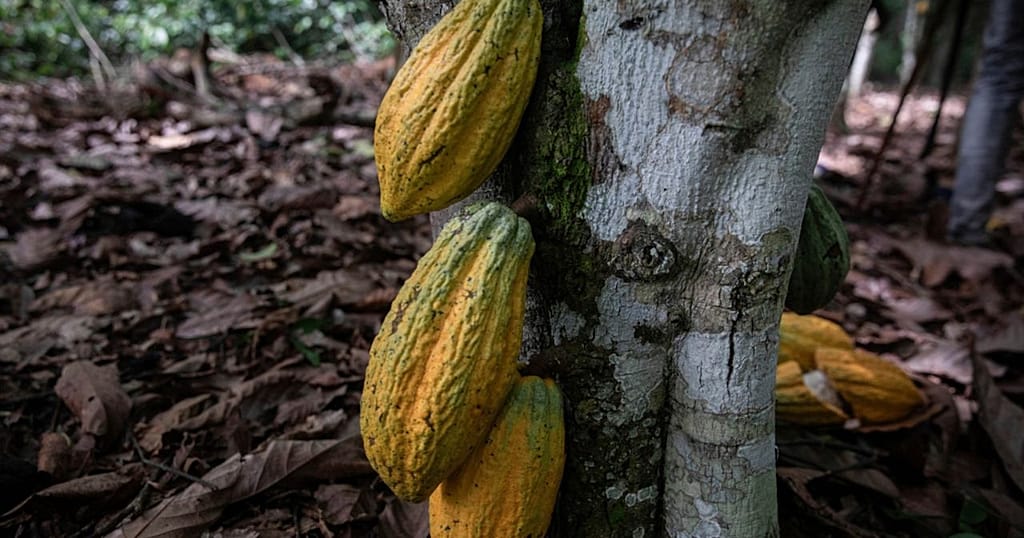 Cocoa crash leaves West African farmers struggling despite global chocolate demand