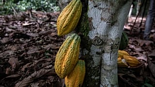 Cocoa crash leaves West African farmers struggling despite global chocolate demand
