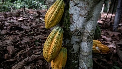 Cocoa crash leaves West African farmers struggling despite global chocolate demand