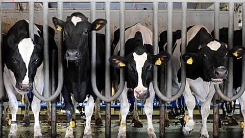 Cows stand in the milking parlour of the Golzow agricultural cooperative near Brandenburg an der Havel.