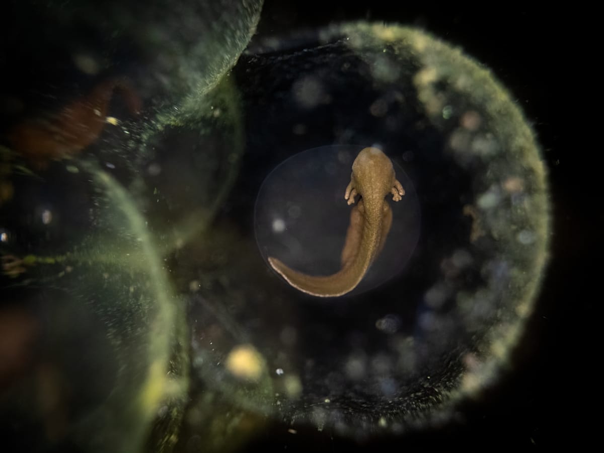 Dive Dipper ‘Rarely seen moments’: Winners of the British Wildlife Photography ...