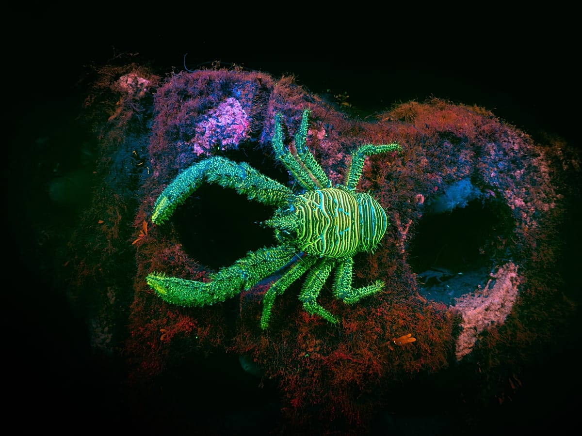 Dive Dipper ‘Rarely seen moments’: Winners of the British Wildlife Photography ...