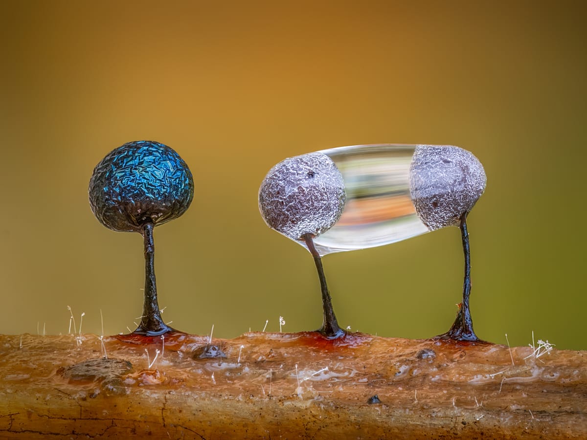 Dive Dipper ‘Rarely seen moments’: Winners of the British Wildlife Photography ...