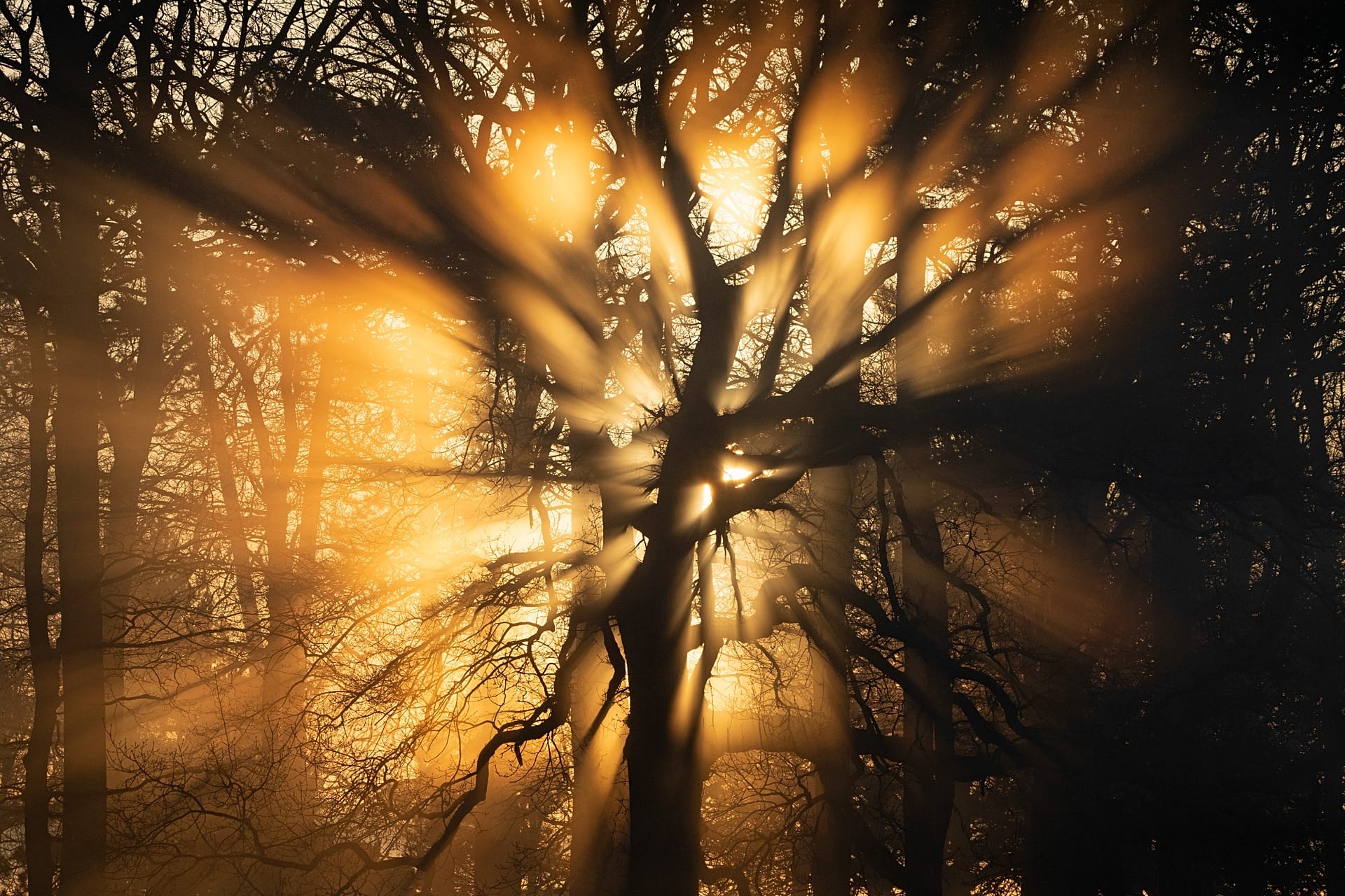 Dive Dipper ‘Rarely seen moments’: Winners of the British Wildlife Photography ...