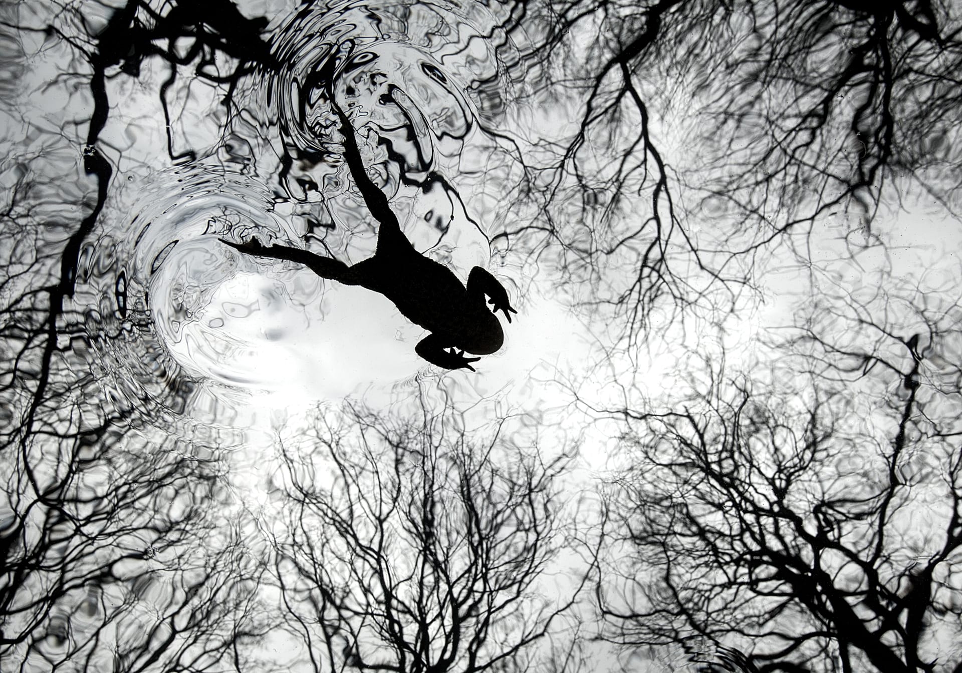 ‘Rarely seen moments’: Winners of the British Wildlife Photography ...