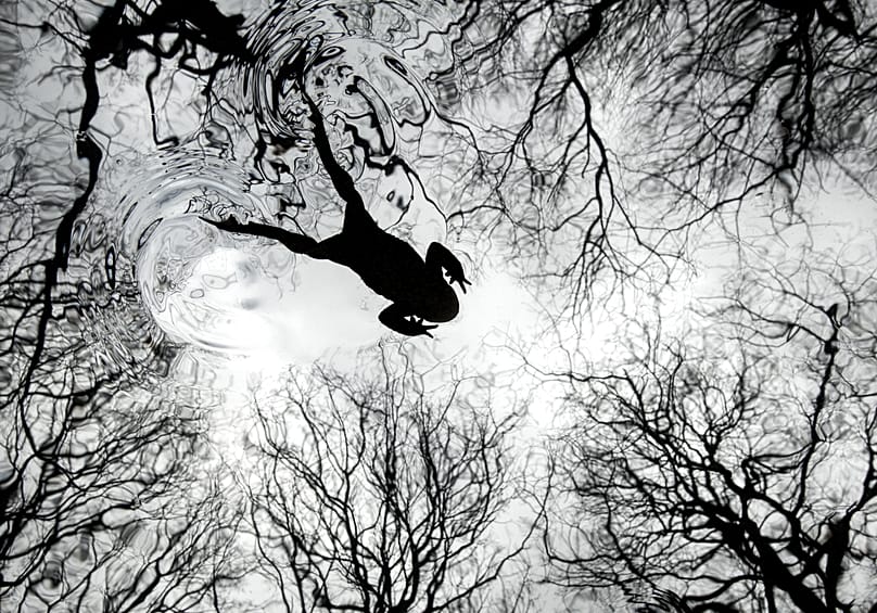 علجوم يسبح في بركة غابية في شيفيلد، إنجلترا.