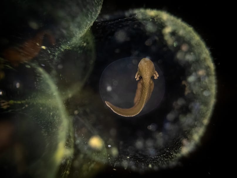 لقطة مقرّبة لبيوض ضفادع في ميسنغهام، إنجلترا.