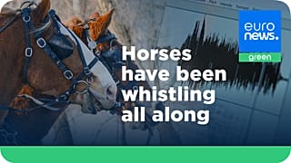 Científicos analizan a los caballos en Dinamarca para desvelar el secreto de su sonido característico.