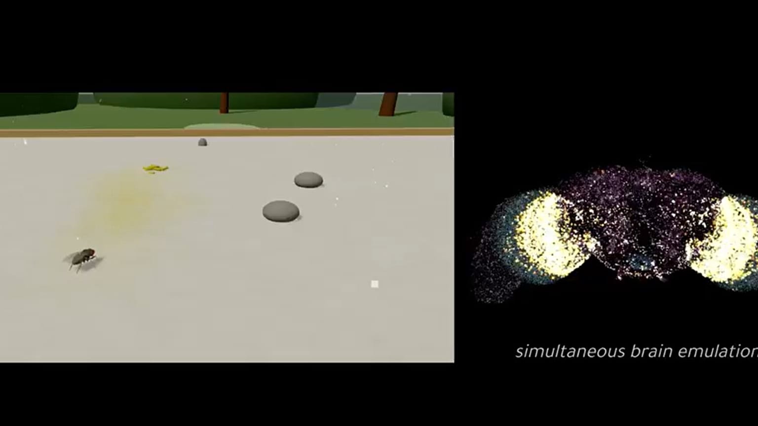 Araştırmacıların yayınladığı, dijital sineği gösteren video.