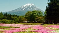 Un champ de fleurs avec le mont Fuji en arrière-plan