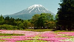 Ein Blumenfeld mit dem Fuji im Hintergrund