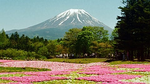 A field of flowers with Mount Fuji in the background 
