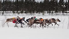 Rentiere und ihre Musher stürmen die Startgerade beim Reindeer-Sprint des Salla Porocup.