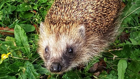 European hedgehogs can hear ultrasound, according to new research.