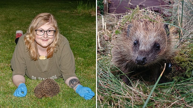 La Dre Sophie Lund Rasmussen (Dr Hedgehog) sur une pelouse avec un hérisson. | Un hérisson européen.