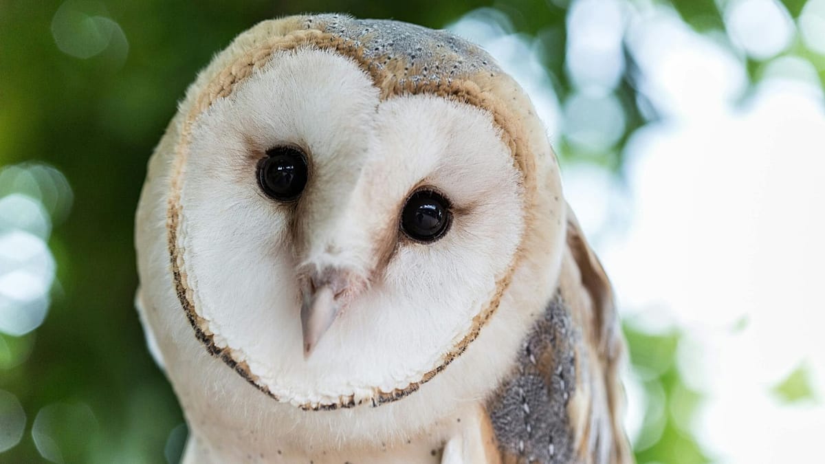 ‘Putting biodiversity in our hands’: Four animals selected to feature on UK banknotes