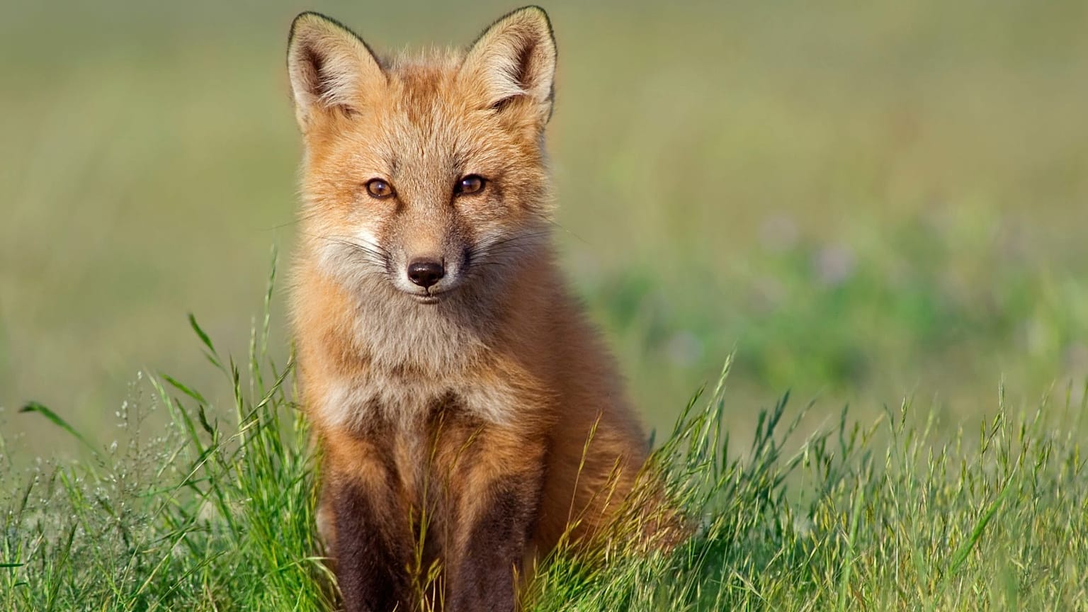 A vote is currently being held to determine which animals to feature on the new banknotes.
