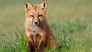 A vote is currently being held to determine which animals to feature on the new banknotes.