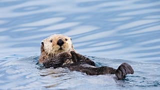 A vote will be held this summer to determine which animals and plants to feature on the new banknotes.